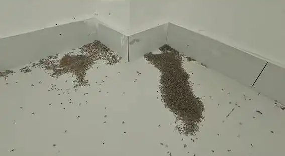 夏日的“告白语”是热到爆炸！河南极端高温热死蚊子