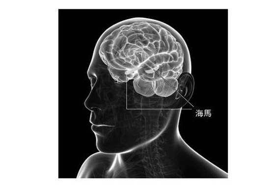 新研究論述游戲會(huì)提高智力 腦科學(xué)以及心理學(xué)雙向推進(jìn)