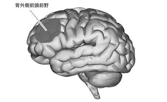 新研究論述游戲會(huì)提高智力 腦科學(xué)以及心理學(xué)雙向推進(jìn)