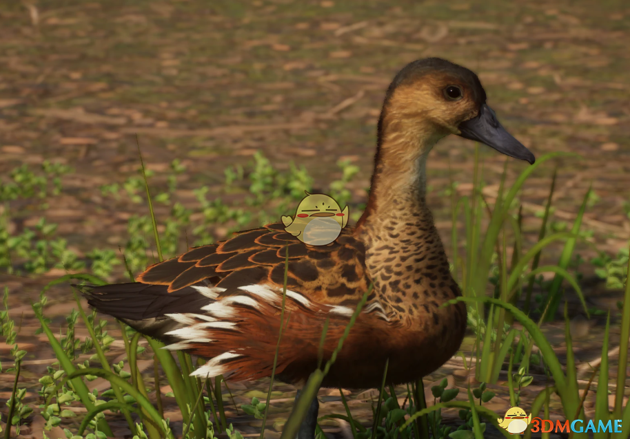 《动物园之星》新物种斑胸树鸭MOD