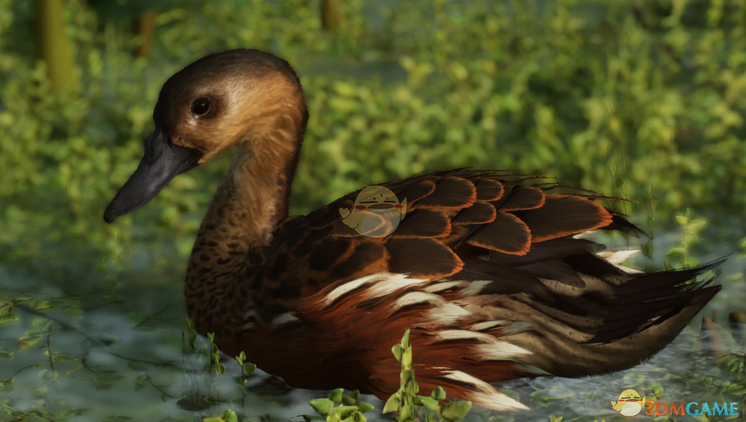 《动物园之星》新物种斑胸树鸭MOD