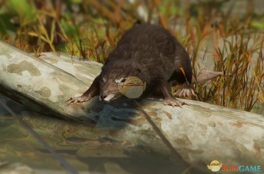 《动物园之星》新物种獭形狸尾兽MOD