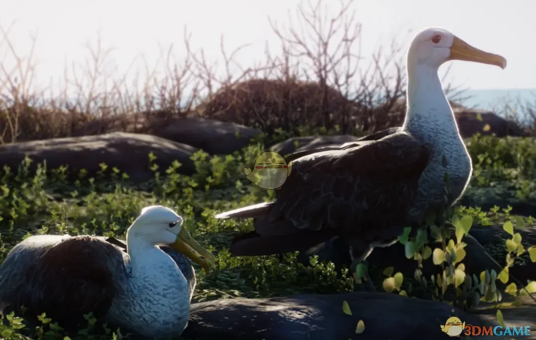 《动物园之星》新物种加岛信天翁MOD