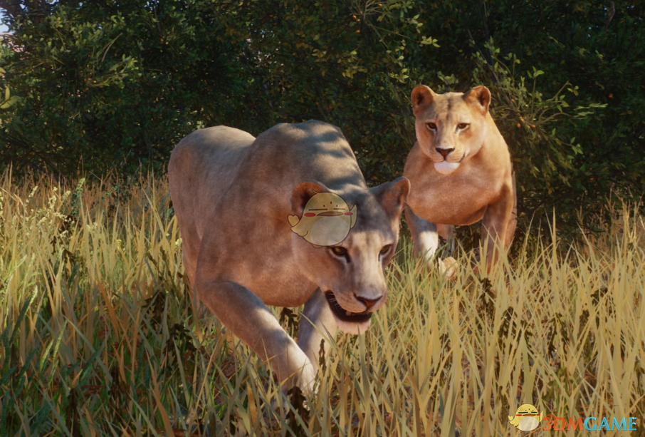 《动物园之星》新物种刚果狮MOD