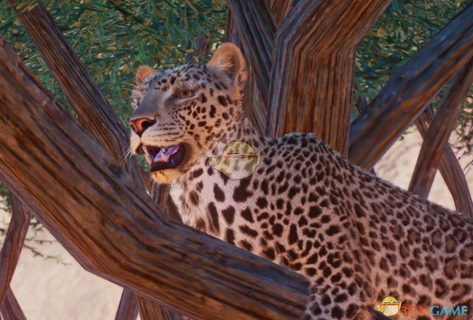 《动物园之星》新物种阿拉伯豹MOD