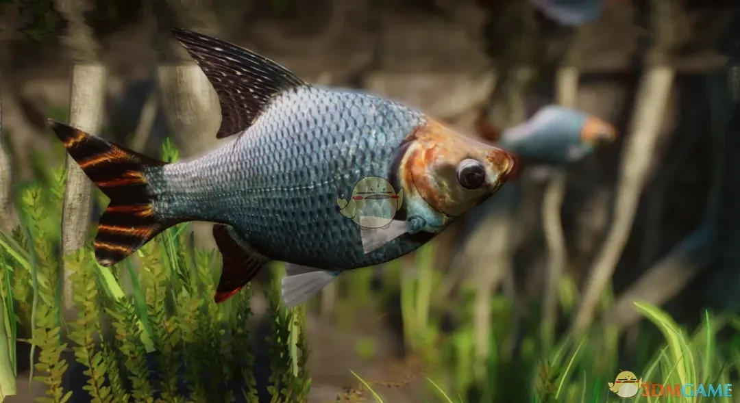 《动物园之星》新物种条纹鲮脂鲤MOD