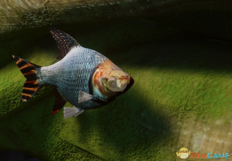 《动物园之星》新物种条纹鲮脂鲤MOD