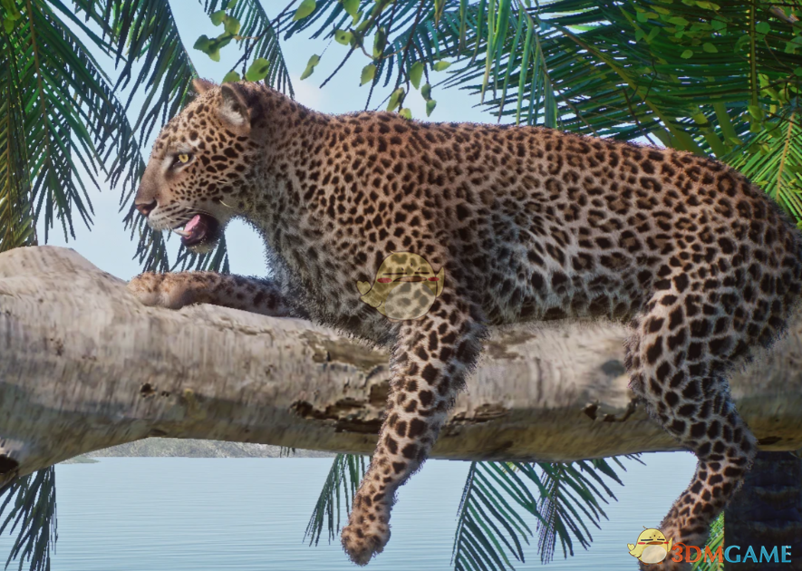 《动物园之星》新物种远东豹MOD