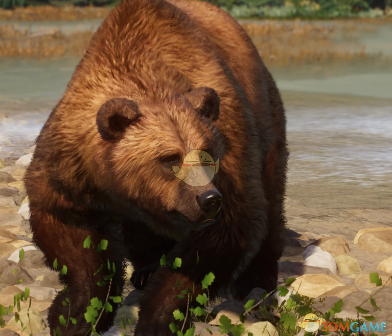 《动物园之星》新物种科迪亚克岛棕熊MOD