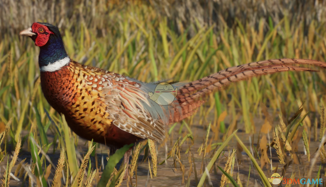 《动物园之星》新物种高丽雉MOD