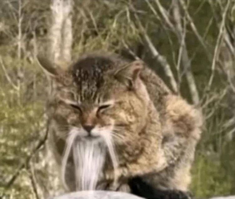 跟着圆头耄耋学跳舞,是日本美少女成为神人的必修课