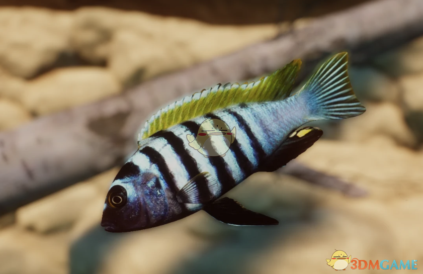 《动物园之星》新物种三湖慈鲷MOD