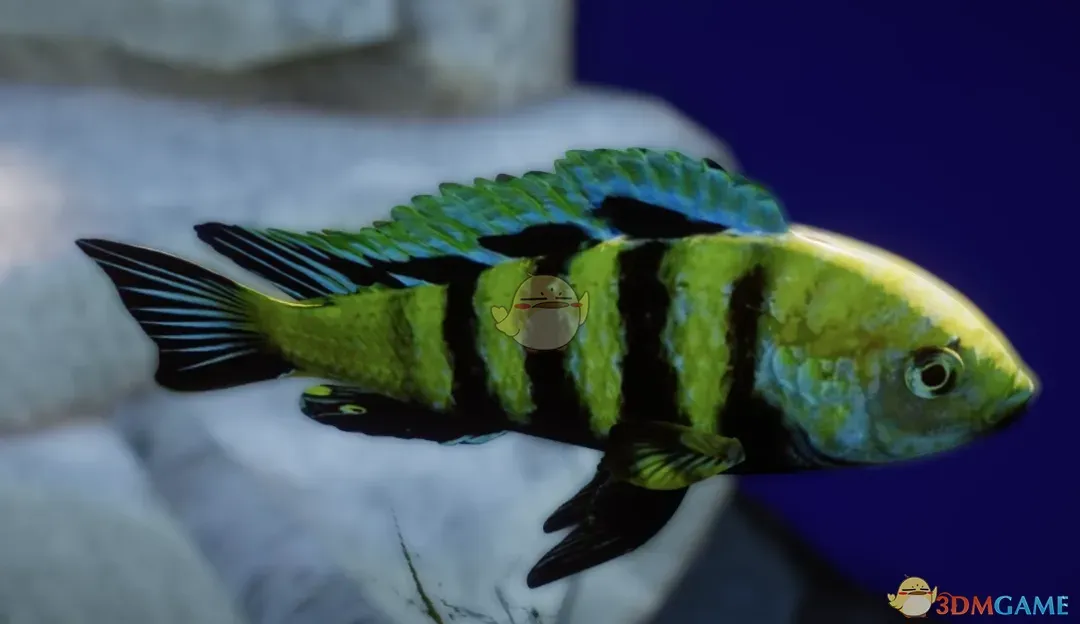 《动物园之星》新物种三湖慈鲷MOD