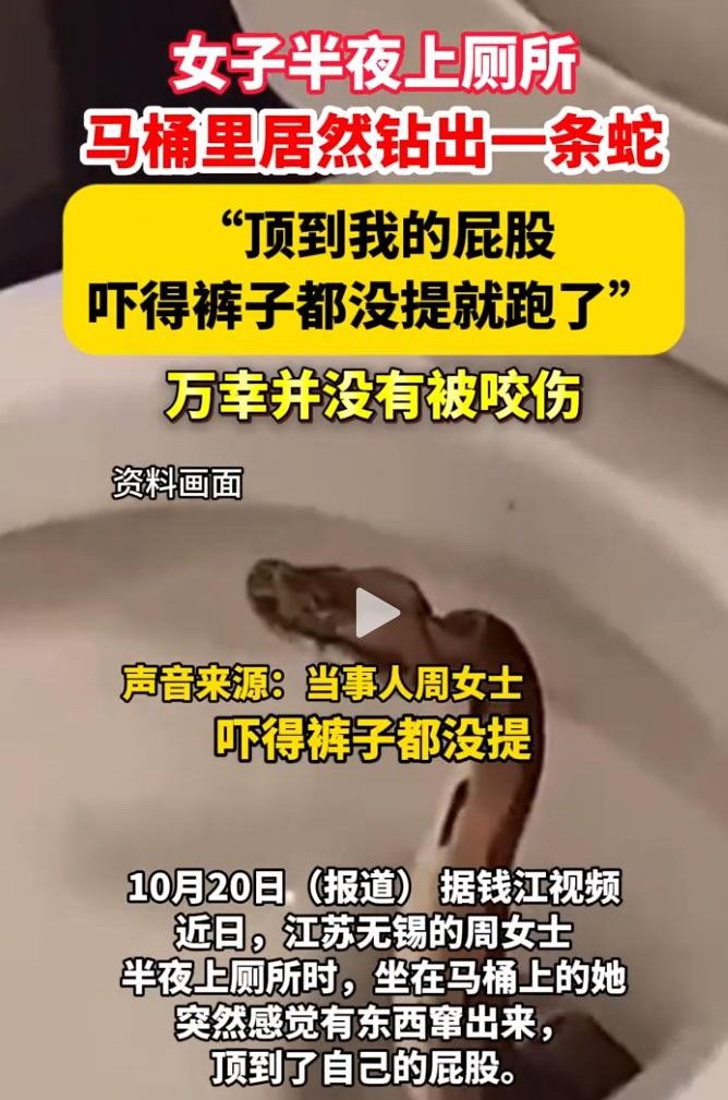 江苏一女子半夜上厕所 马桶里窜出一条蛇顶到屁股