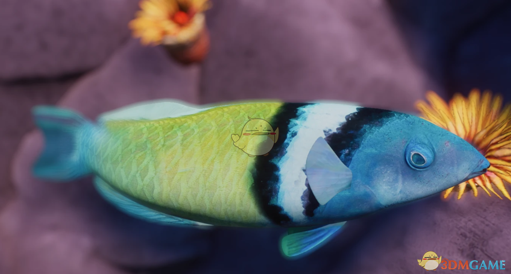 《动物园之星》新物种双带锦鱼MOD