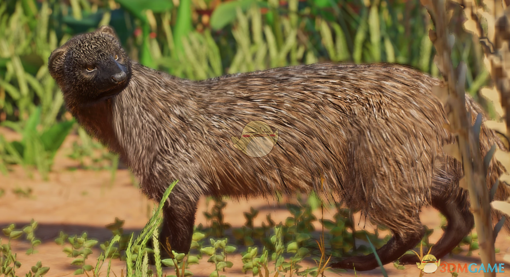 《动物园之星》新物种埃及鼬MOD