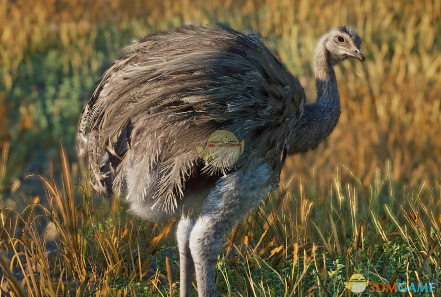 《动物园之星》新物种小美洲鸵MOD