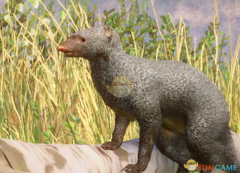 《动物园之星》新物种灰獴MOD