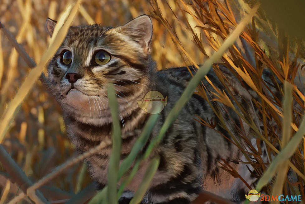 《动物园之星》新物种黑足猫MOD