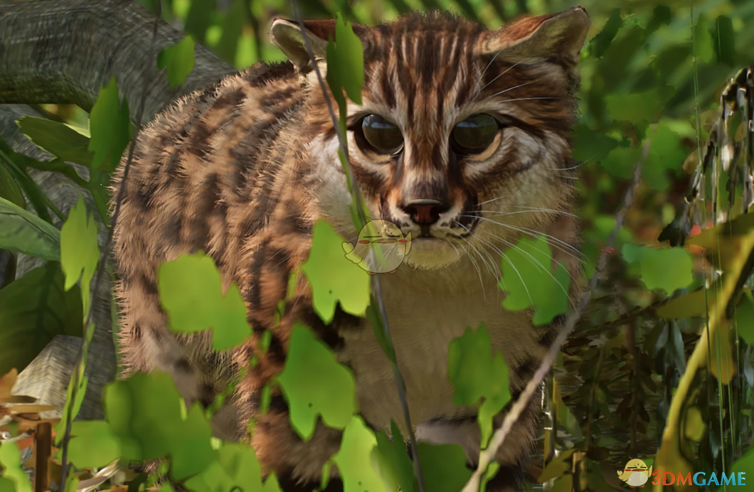 《动物园之星》新物种科氏始祖猫MOD