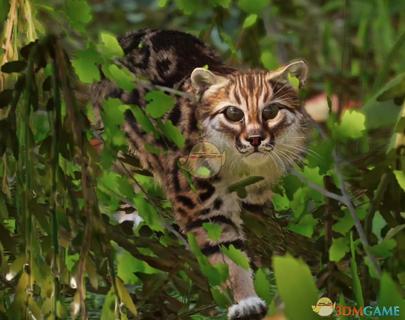 《动物园之星》新物种科氏始祖猫MOD