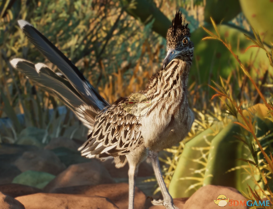 《动物园之星》新物种走鹃MOD