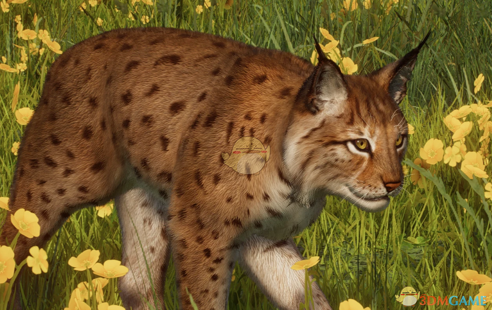 《动物园之星》新物种喀尔巴阡山猞猁MOD