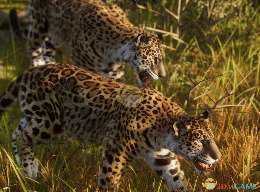 《动物园之星》新物种奥古斯塔美洲虎MOD