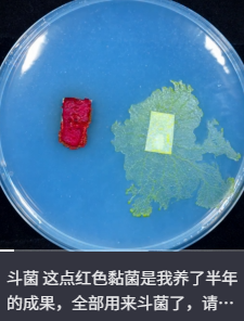 ������Ҷ���ʳ����Ĳ������ô�ͳ�Ϊ�˳�Խ�����׵ĳ���綥����