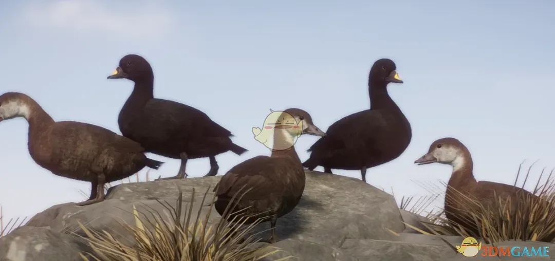 《动物园之星》新物种美洲黑凫MOD