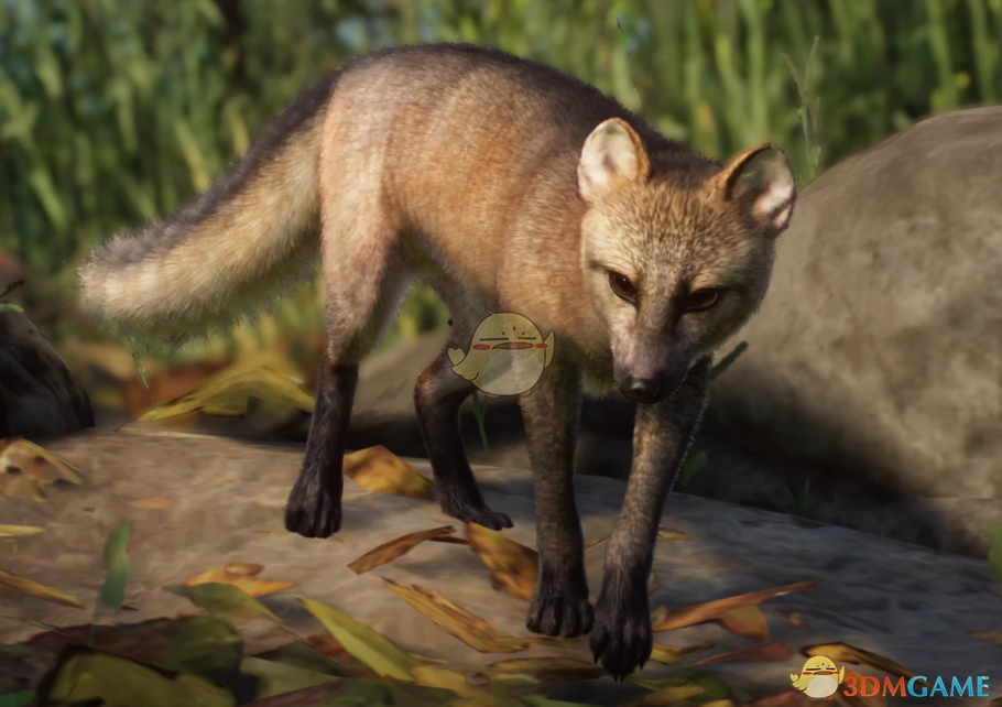 《动物园之星》新物种食蟹狐MOD