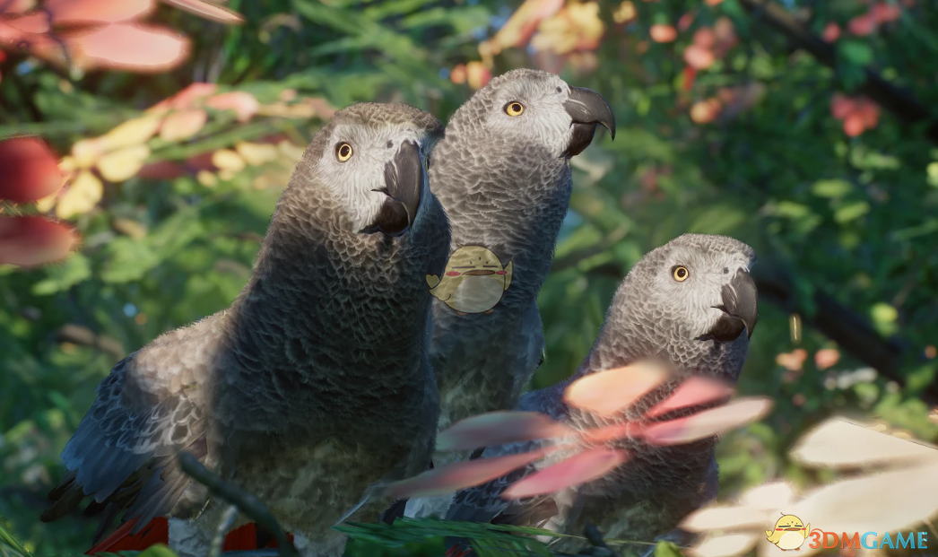 《动物园之星》新物种非洲灰鹦鹉MOD