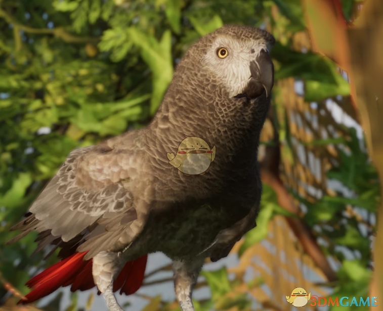 《动物园之星》新物种非洲灰鹦鹉MOD