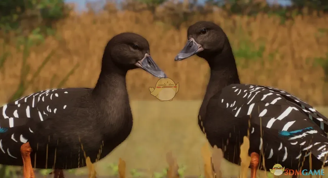 《动物园之星》新物种非洲黑鸭MOD