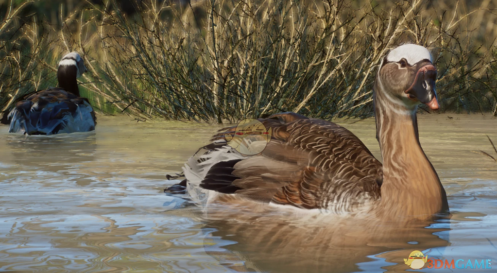 《动物园之星》新物种加格诺鸭MOD