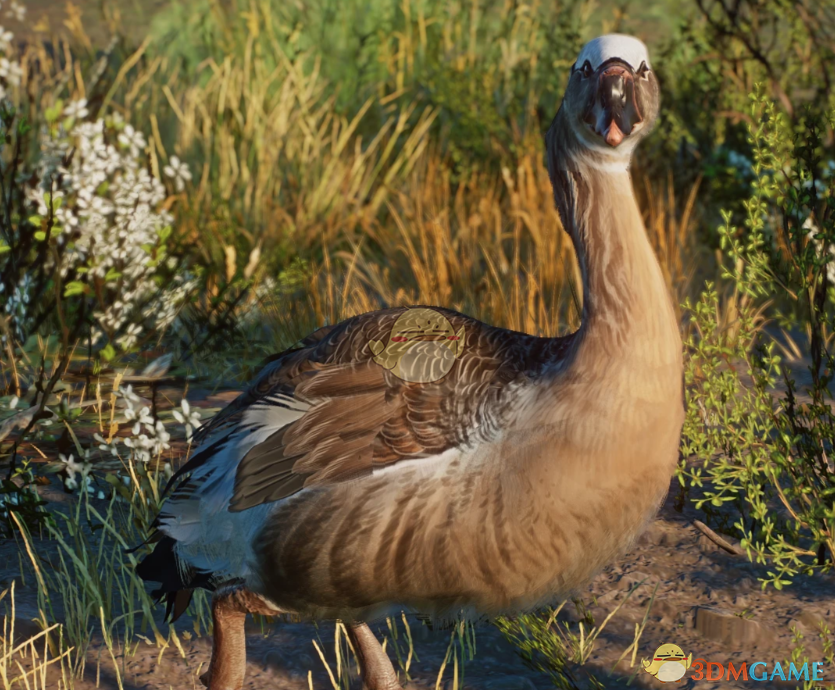 《动物园之星》新物种加格诺鸭MOD