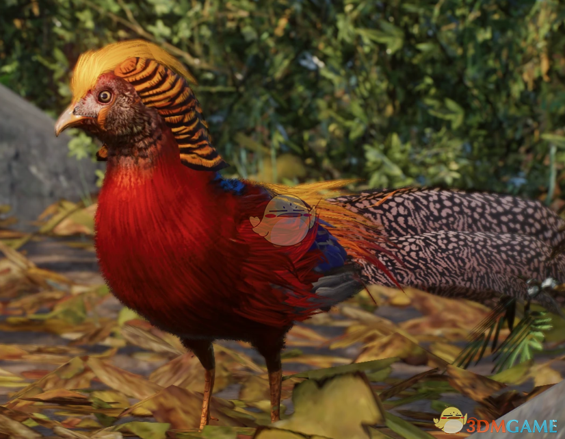 《动物园之星》新物种红腹锦雉MOD