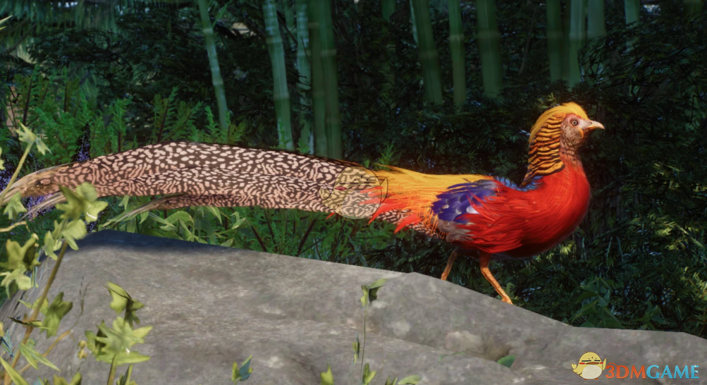 《动物园之星》新物种红腹锦雉MOD