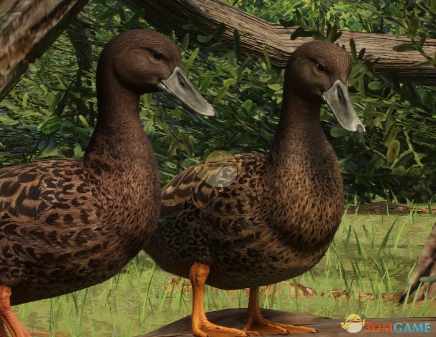 《动物园之星》新物种麻斑鸭MOD