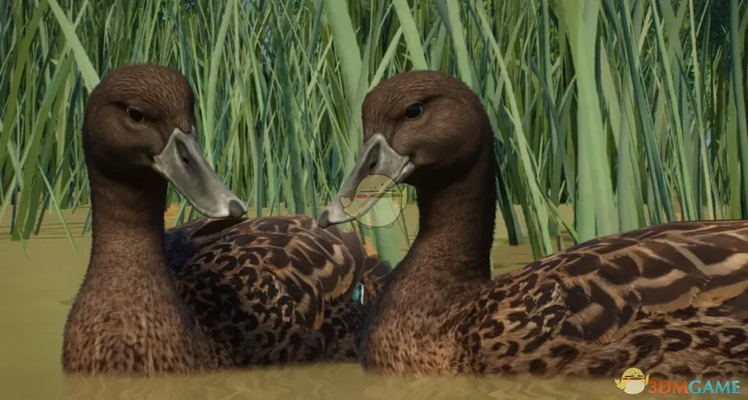《动物园之星》新物种麻斑鸭MOD
