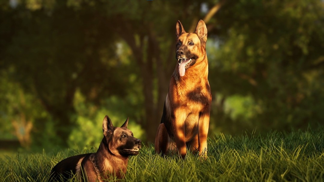 《摄影模拟器》游戏库