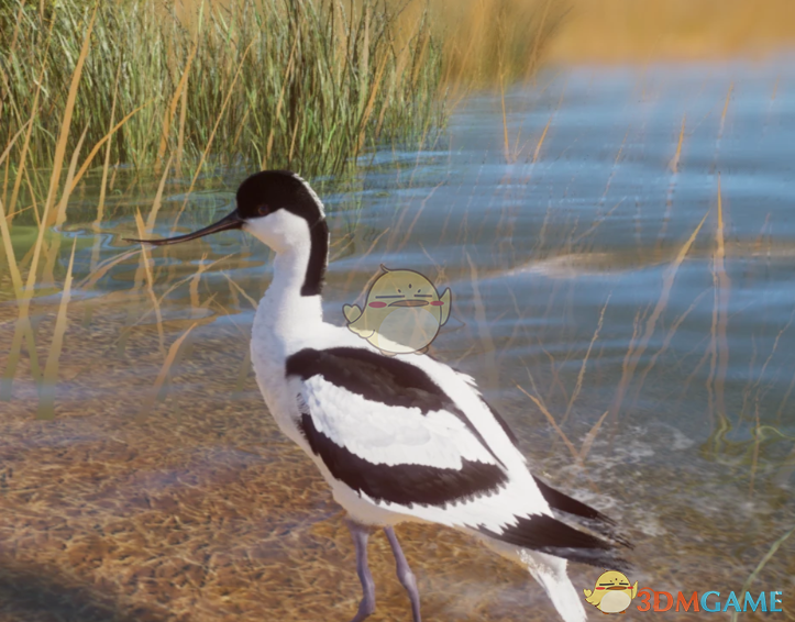 《动物园之星》新物种反嘴鹬MOD