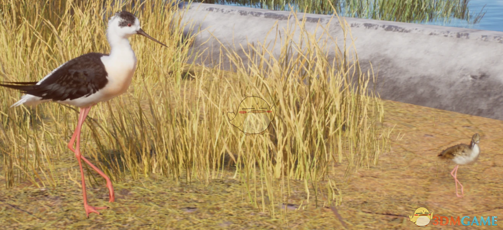 《动物园之星》新物种黑翅长脚鹬MOD