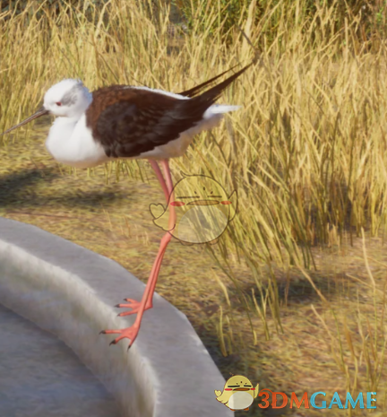《动物园之星》新物种黑翅长脚鹬MOD