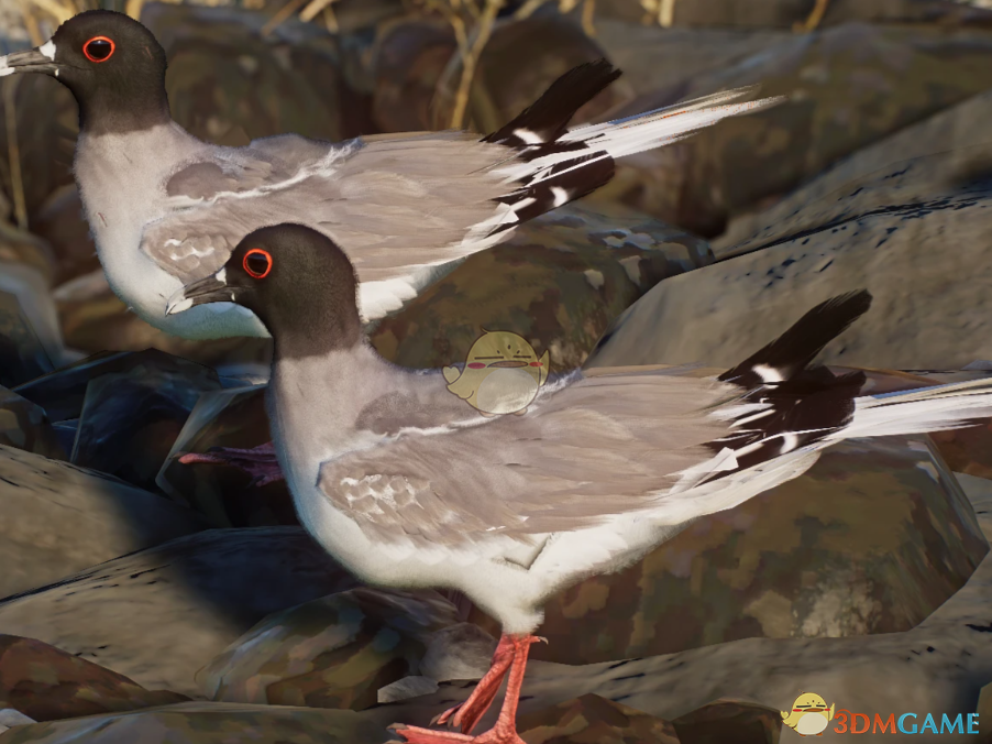 《动物园之星》新物种燕尾鸥MOD