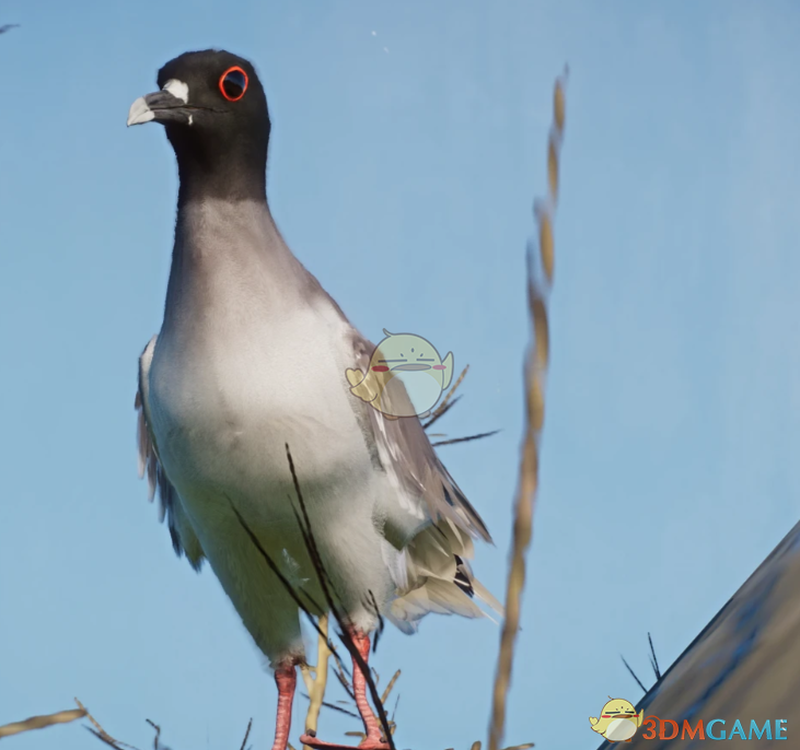《动物园之星》新物种燕尾鸥MOD