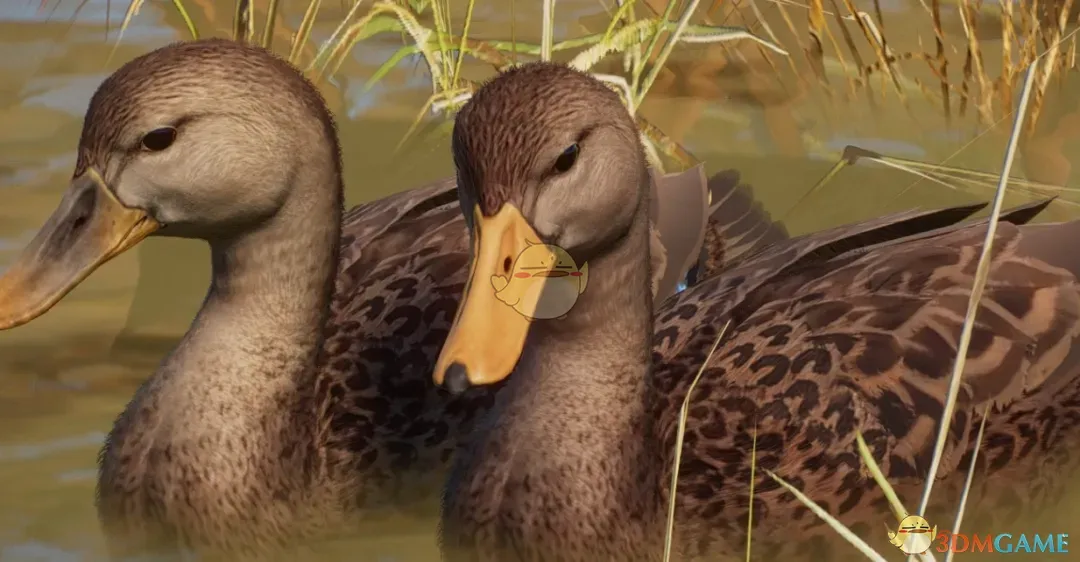 《动物园之星》新物种北美斑鸭MOD