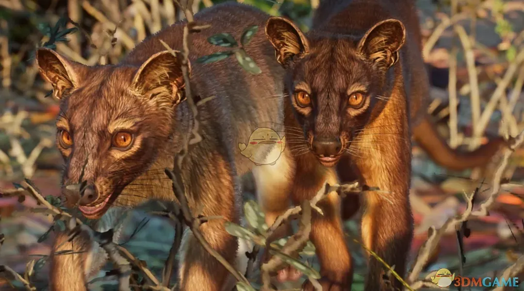 《动物园之星》重制马岛獴MOD