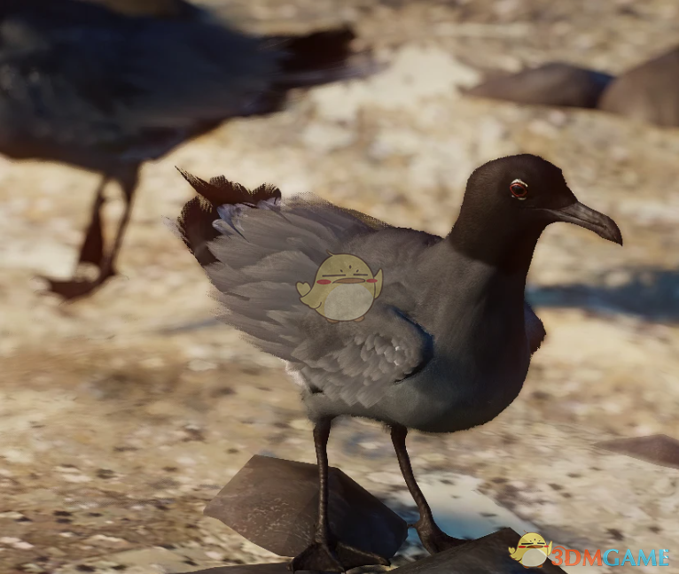 《动物园之星》新物种岩鸥MOD