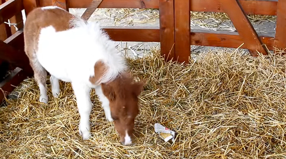 8000Ԫһƥ������С��һҹ֮�䱬����Ī��ͷ��